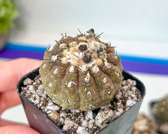 Copiapoa tenuissima f. monstruosa