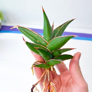 Sansevieria Pinguicula (#H3) | Walking Sansevieria | Imported