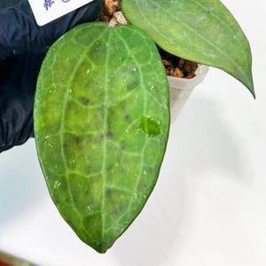 Hoya sp. IV From WMZ (#LH) | Rare Imported Hoyas