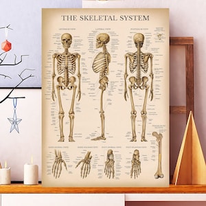 Puede incluir: Un póster titulado "The Skeletal System" muestra ilustraciones detalladas del esqueleto humano. El póster está impreso en papel envejecido e incluye diagramas anatómicos etiquetados. La paleta de colores es beige y marrón.