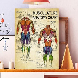 Könnte beinhalten: Ein Poster im Vintage-Stil mit dem Titel "Muskulatur Anatomie Chart" zeigt detaillierte Illustrationen des menschlichen Muskelsystems, Vorder- und Rückansicht. Das Poster zeigt beschriftete Diagramme mit beigem Hintergrund und farbigen Muskelabbildungen, ideal für Bildungs- oder Fitnesszwecke.