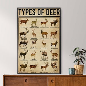 Poster senza cornice sui tipi di cervi, regalo per gli amanti dei cervi, tutto sui cervi, poster di conoscenza vintage, arte della conoscenza dei cervi, casa, istruzione