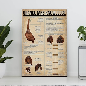 Poster vintage sulla conoscenza degli oranghi senza cornice, regalo per gli amanti degli oranghi, tutto sugli oranghi, poster sulla conoscenza, arte della conoscenza, istruzione