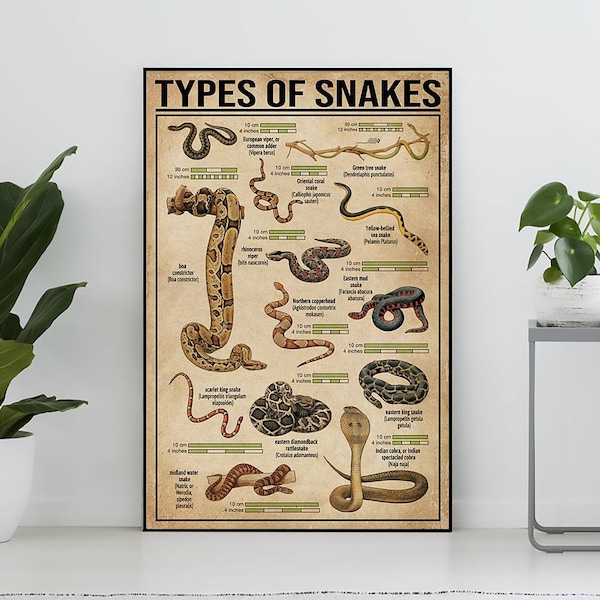 Types d'affiches vintage de serpents, cadeau d'amant de serpent, impression d'art de serpent, affiche de connaissance, art de connaissance, décor de mur à la maison, décor de mur d'éducation