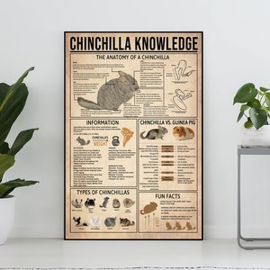 Poster vintage di conoscenza del cincillà senza cornice, regalo per gli amanti del cincillà, tutto sul cincillà, poster di conoscenza, casa, istruzione