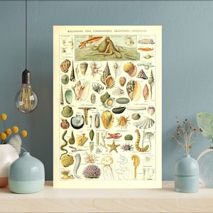 Póster de vida marina sin marco, animales marinos, póster vintage de conchas marinas, arte de biología marina, vida marina antigua, vida marina en casa
