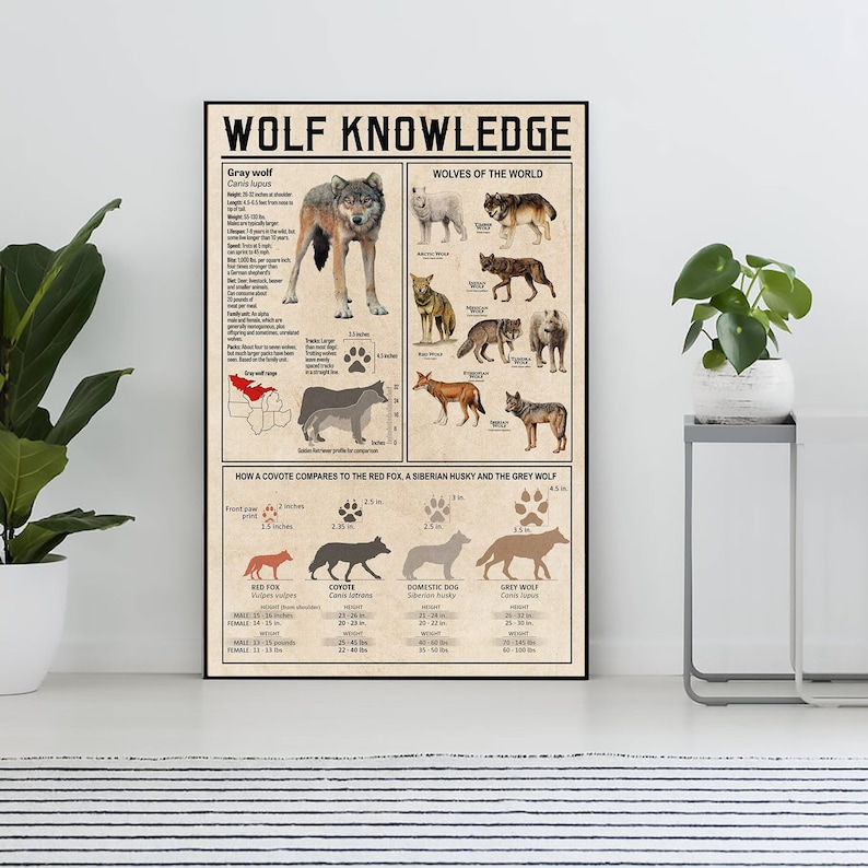 Oinramad affisch med kunskap om varg, present till vargälskare, allt om varg, vintage kunskapsaffisch, kunskap, hem, utbildning bild 1