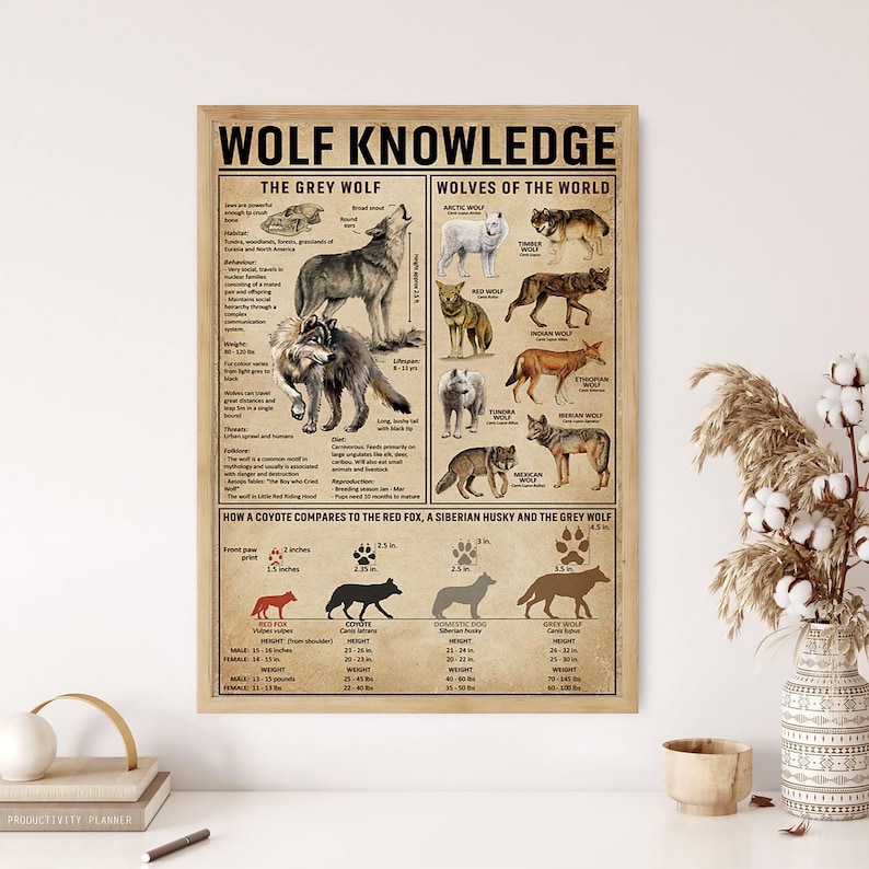 K&ouml;nnte beinhalten: Ein gerahmtes Poster mit dem Titel "WOLF KNOWLEDGE" mit Informationen &uuml;ber W&ouml;lfe. Das Poster enth&auml;lt Illustrationen verschiedener Wolfsarten, Fakten &uuml;ber den Grauwolf und einen Vergleich von Kojote, Rotfuchs, Siberian Husky und Grauwolf. Das Poster ist in einem Holzrahmen.