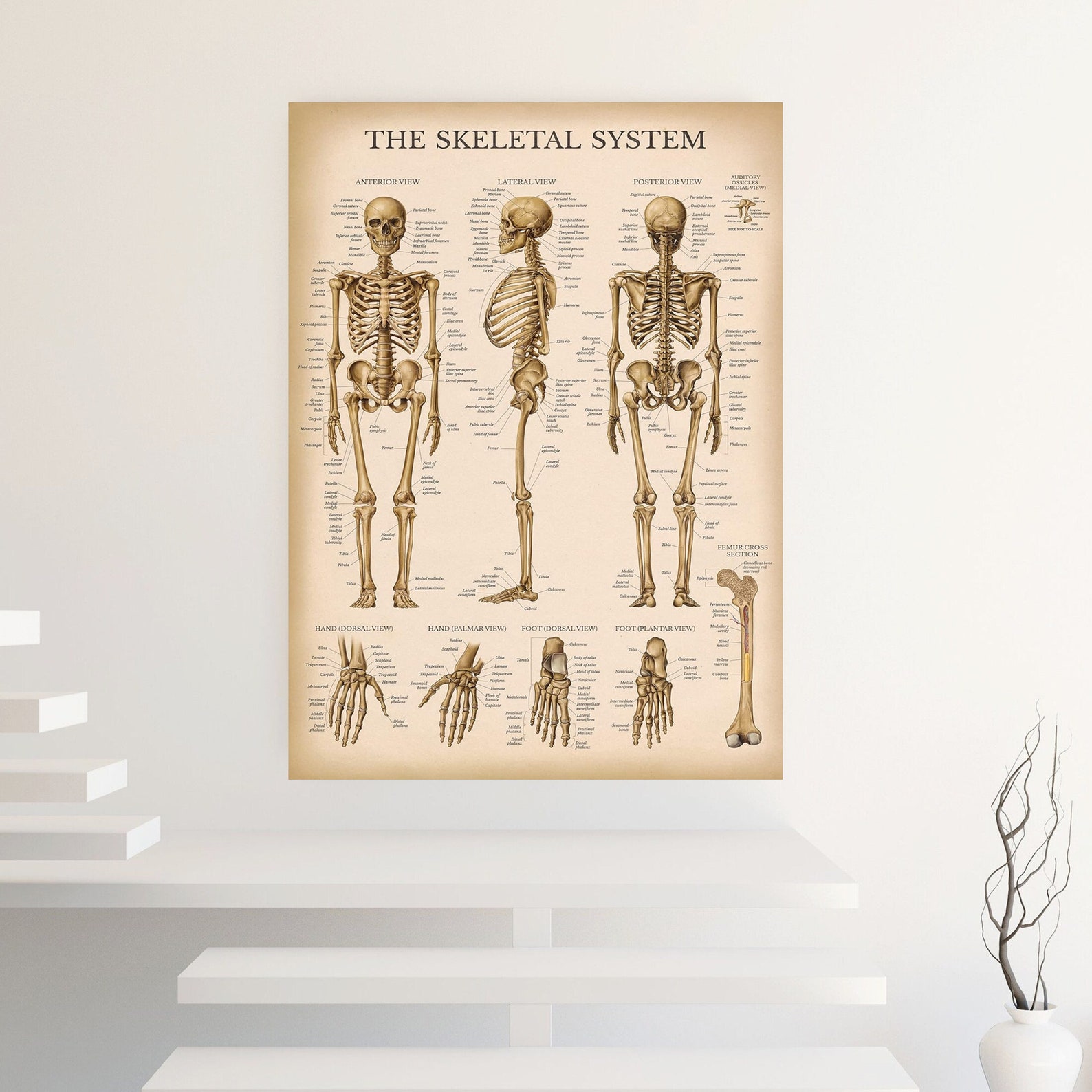 Skeletal System Anatomical Chart, Cavallini Knowledge Poster, the Human ...
