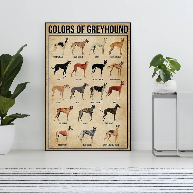 May include: A framed poster titled "COLORS OF GREYHOUND" displays illustrations of various Greyhound dog coat colors, including white, black, red, and brindle patterns. The poster is displayed in a room with a striped rug and potted plants.