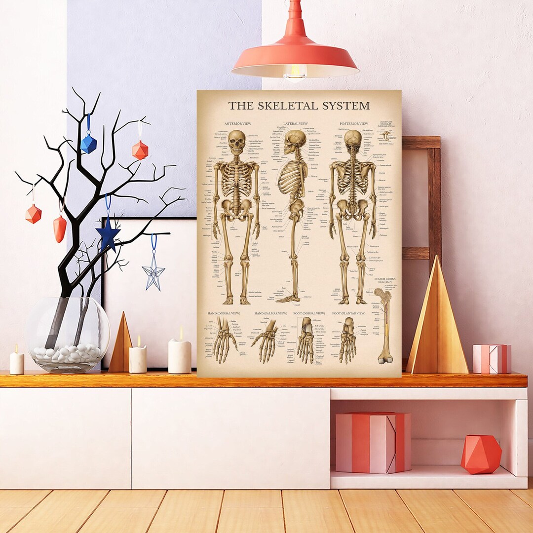 Skeletal System Anatomical Chart, Cavallini Knowledge Poster, the Human ...