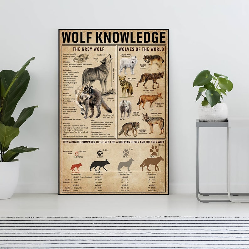K&ouml;nnte beinhalten: Ein gerahmtes Poster mit dem Titel "WOLF KNOWLEDGE" mit Illustrationen verschiedener Wolfsarten, darunter der Grauwolf und der Polarwolf. Das Poster enth&auml;lt Informationen &uuml;ber Wolfsmerkmale, Ern&auml;hrung und Vergleiche mit anderen Hunden. Das Poster wird in einem Raum mit Pflanzen ausgestellt.