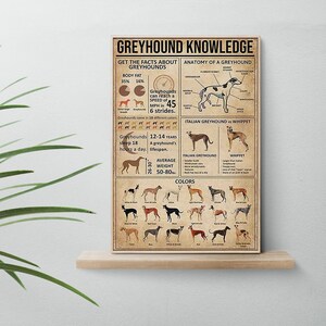 May include: A vintage-style poster titled "Greyhound Knowledge" with facts about greyhounds, including anatomy, speed, and colors. The poster features illustrations and text, with a focus on the breed's characteristics.