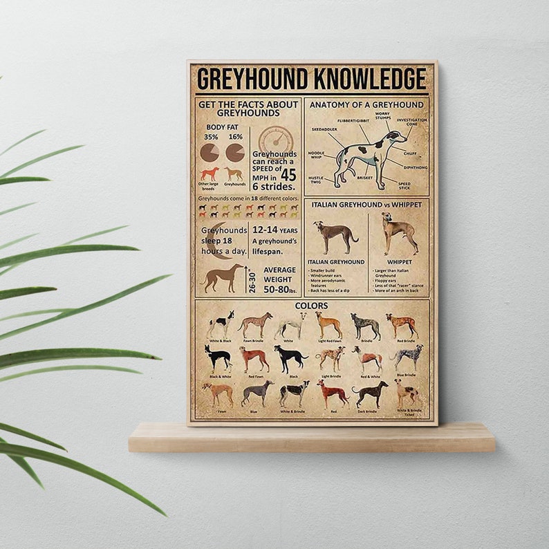 May include: A vintage-style poster titled "Greyhound Knowledge" with facts about greyhounds, including anatomy, speed, and colors. The poster features illustrations and text, with a focus on the breed's characteristics.
