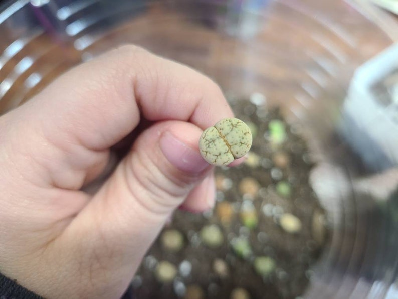 Assorted Small Lithops
