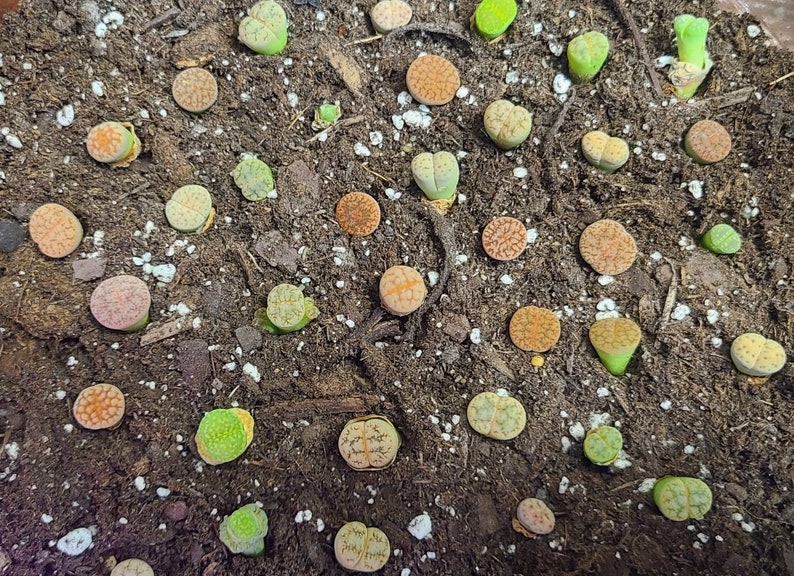 Assorted Small Lithops