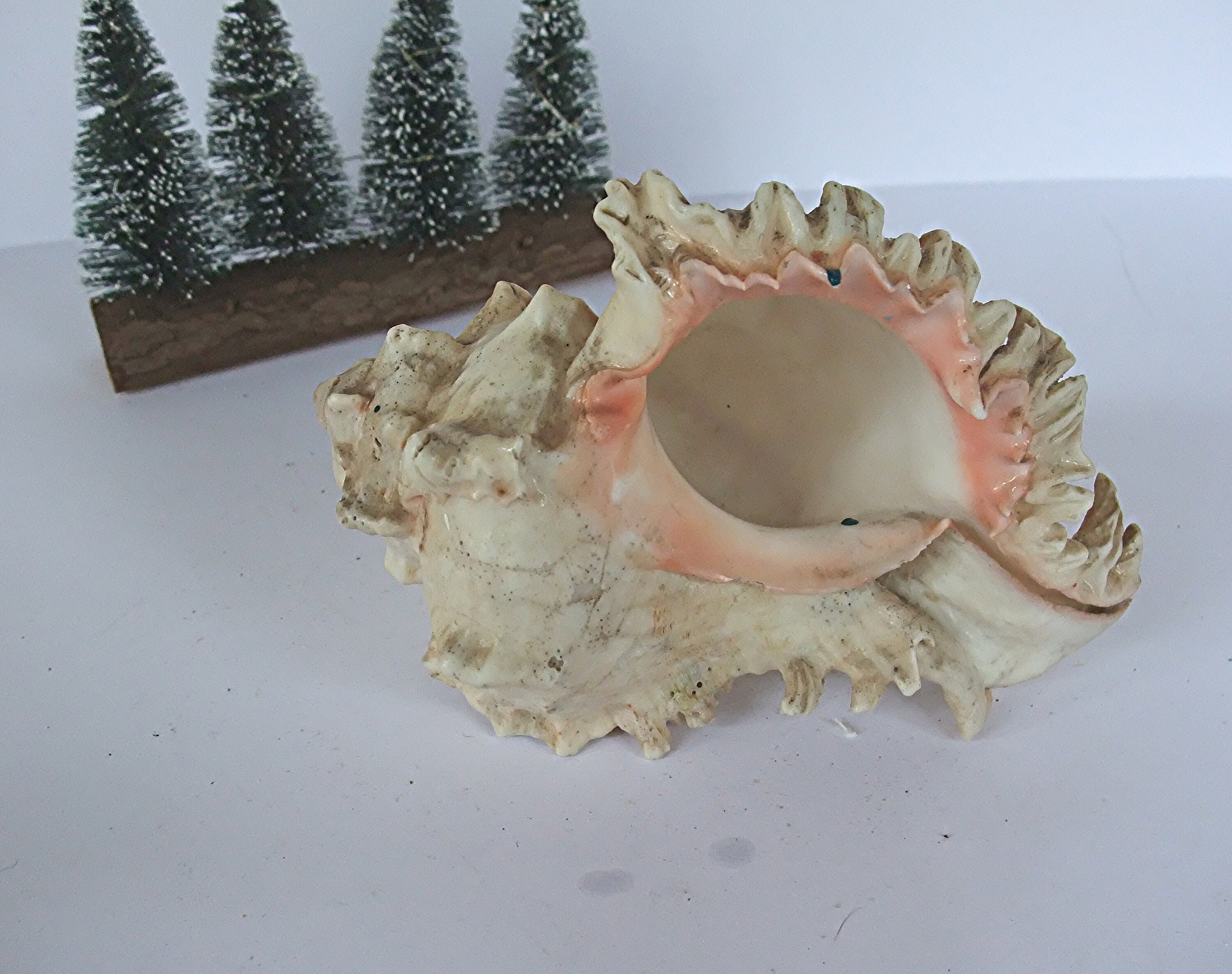 Coquillage/Murex Ramosus/Grand Coquillage/Collection/Cadeau