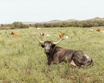 Wild West Wonders : Cattle in Prairie |  Photography Print & Poster ||  Animals, Landscape, Nature, Art, Western, Cow, Farmhouse