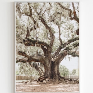 NOLA's Natural Wonder - the Tree of Life | New Orleans, Louisiana Photography | Luster Print : Unframed || audubon park wall art, oak tree