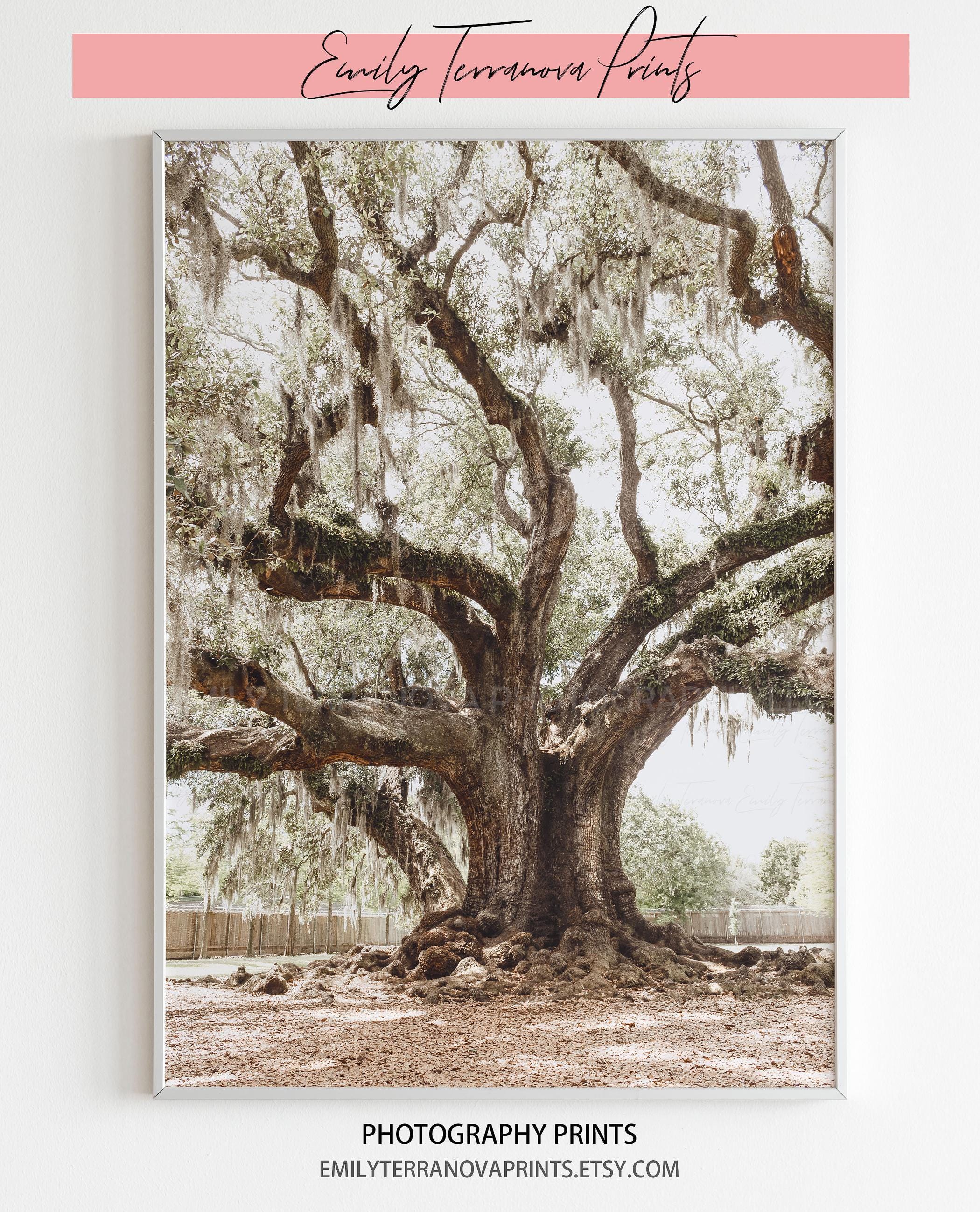 NOLA's Natural Wonder - the Tree of Life | New Orleans, Louisiana Photography | Luster Print : Unframed || audubon park wall art, oak tree