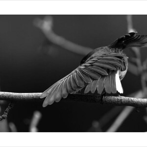 Dark-eyed junco-Digital Print-Art-Photography-Black and White Photography