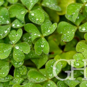 Clover-Digital Print-Art-Photography