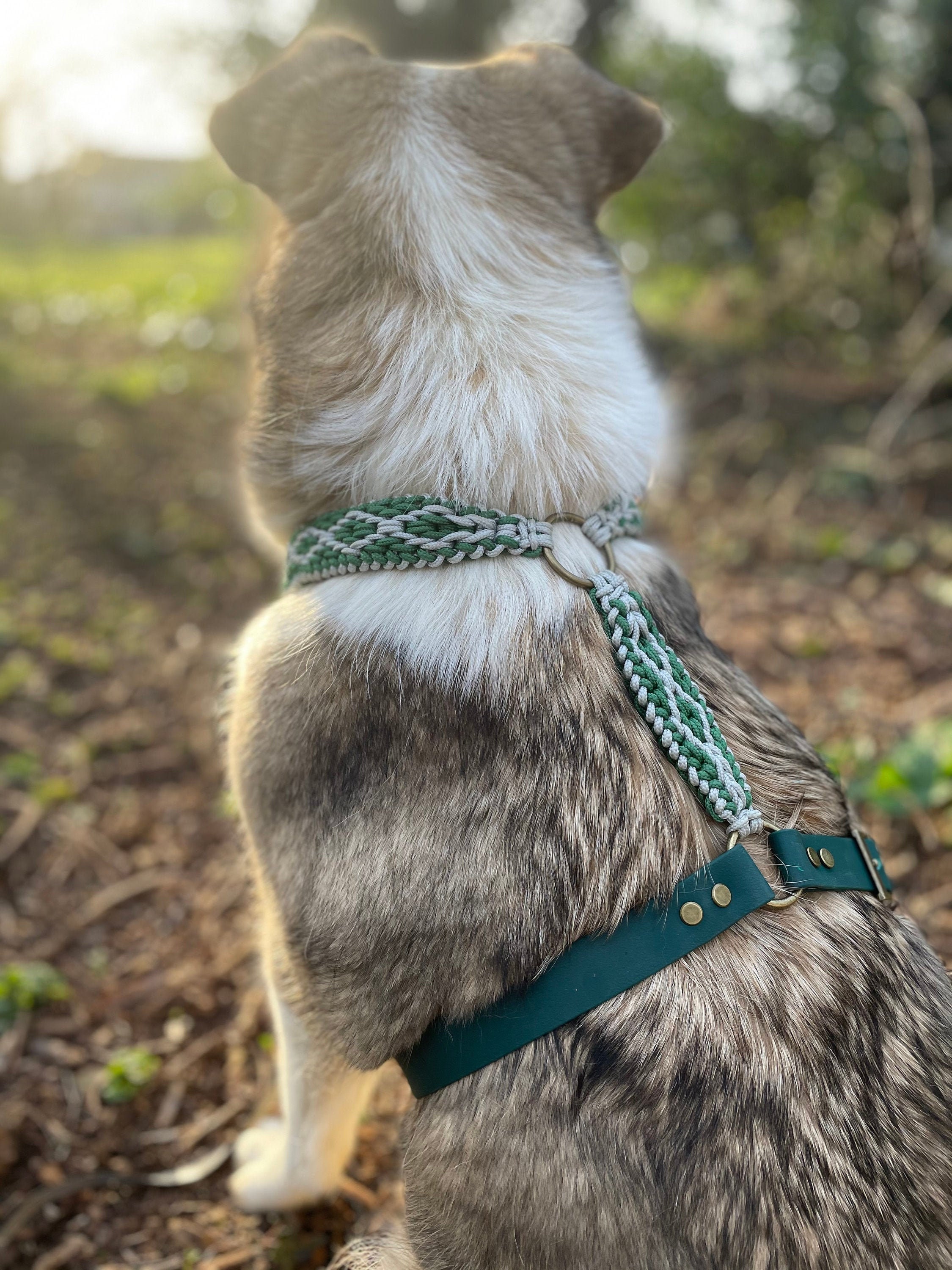 biothane harness dog