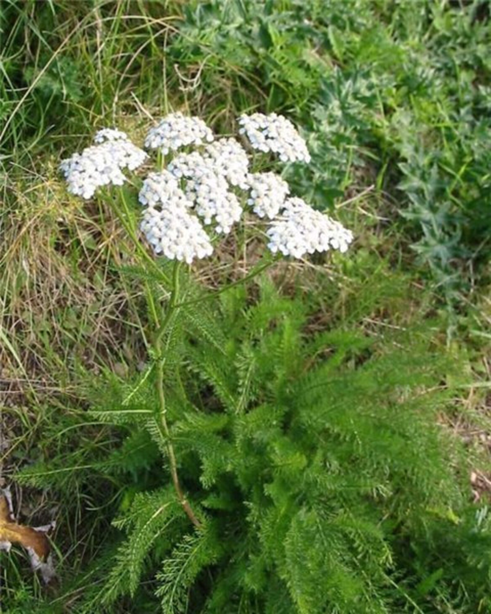 Yarrow herb Dried 1000leaf 1 ounce Etsy