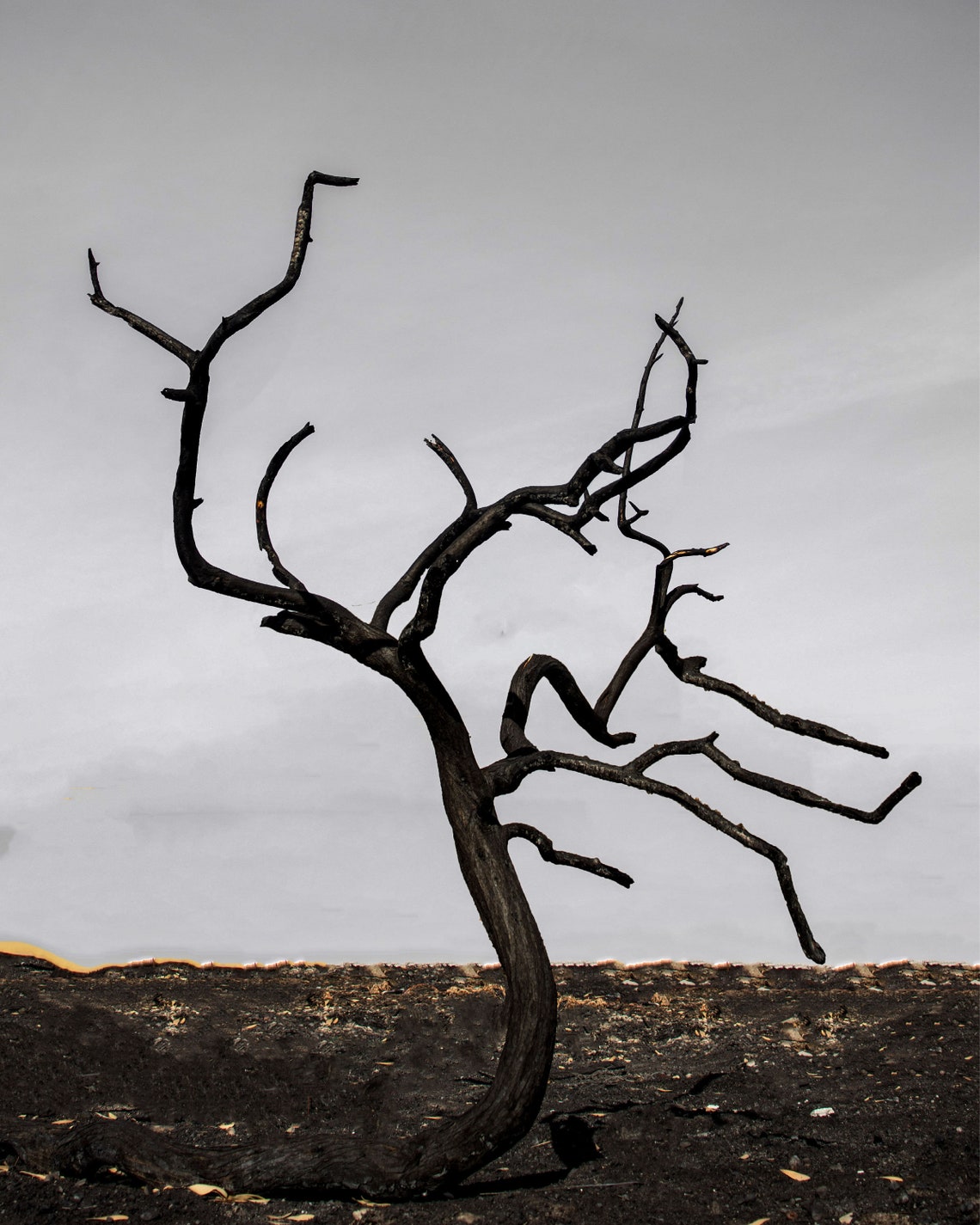 Burned Trees 8x10 Print Set of 3 Etsy