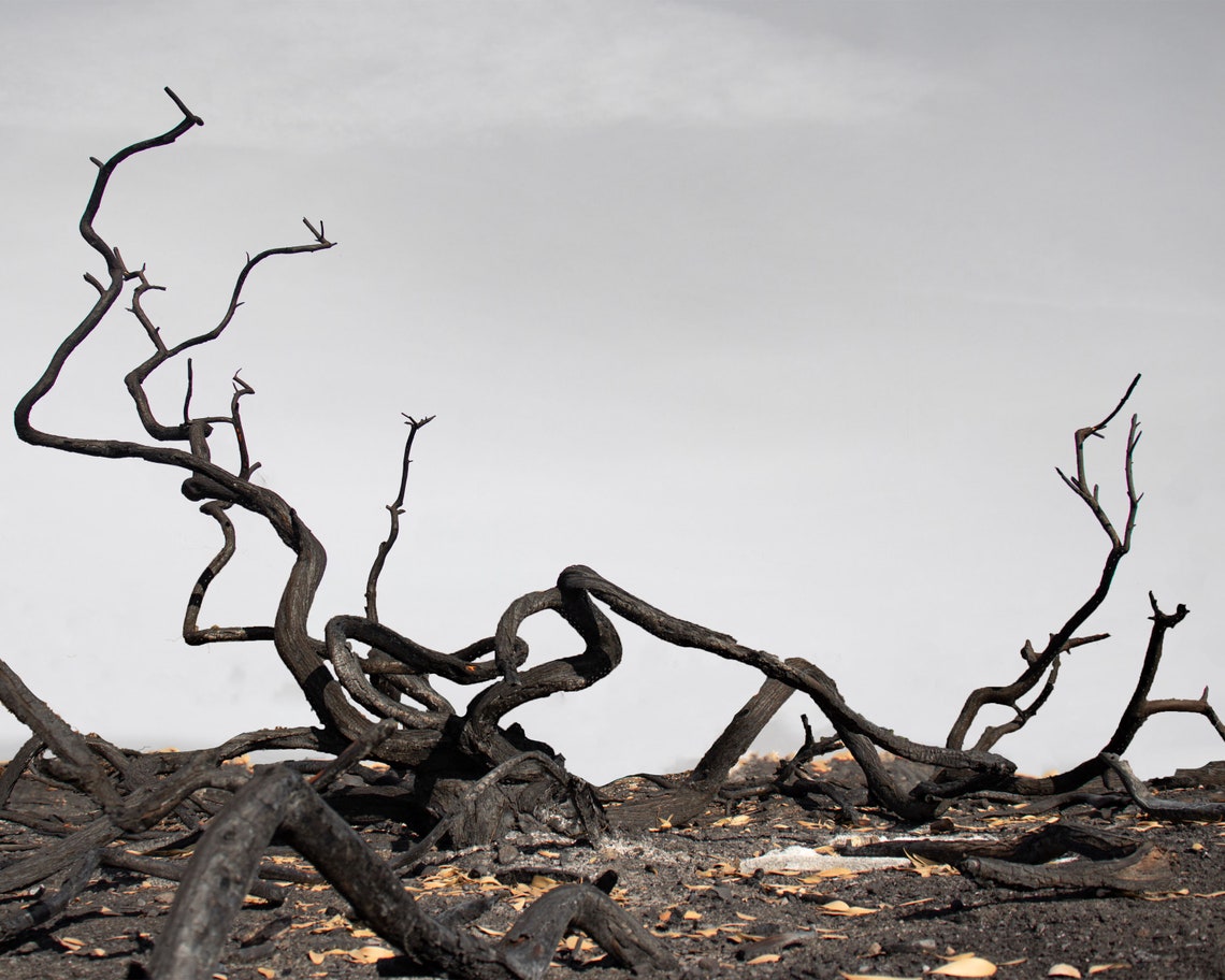 Burned Trees 8x10 Print Set of 3 Etsy