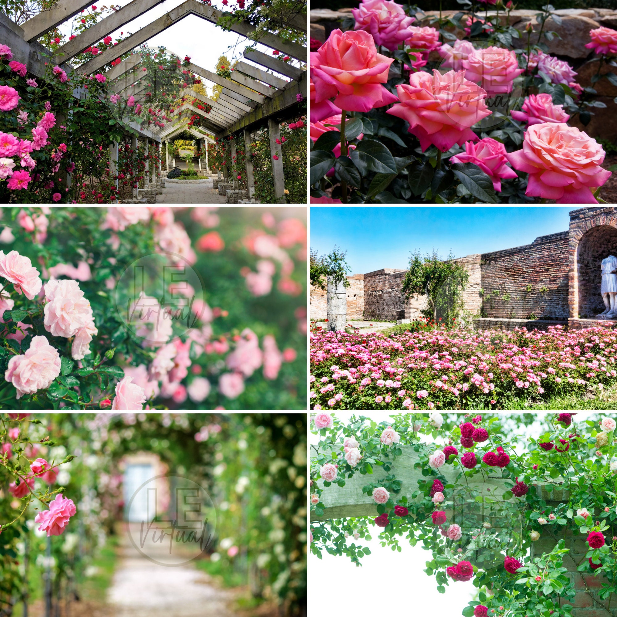 Roses Zoom Background Template Visme Porn Sex Picture