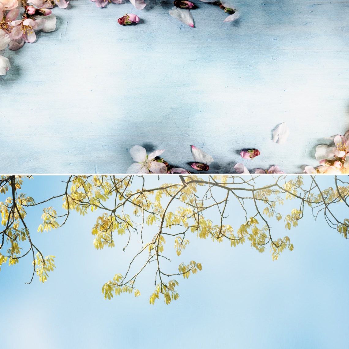 spring virtual backgrounds for zoom