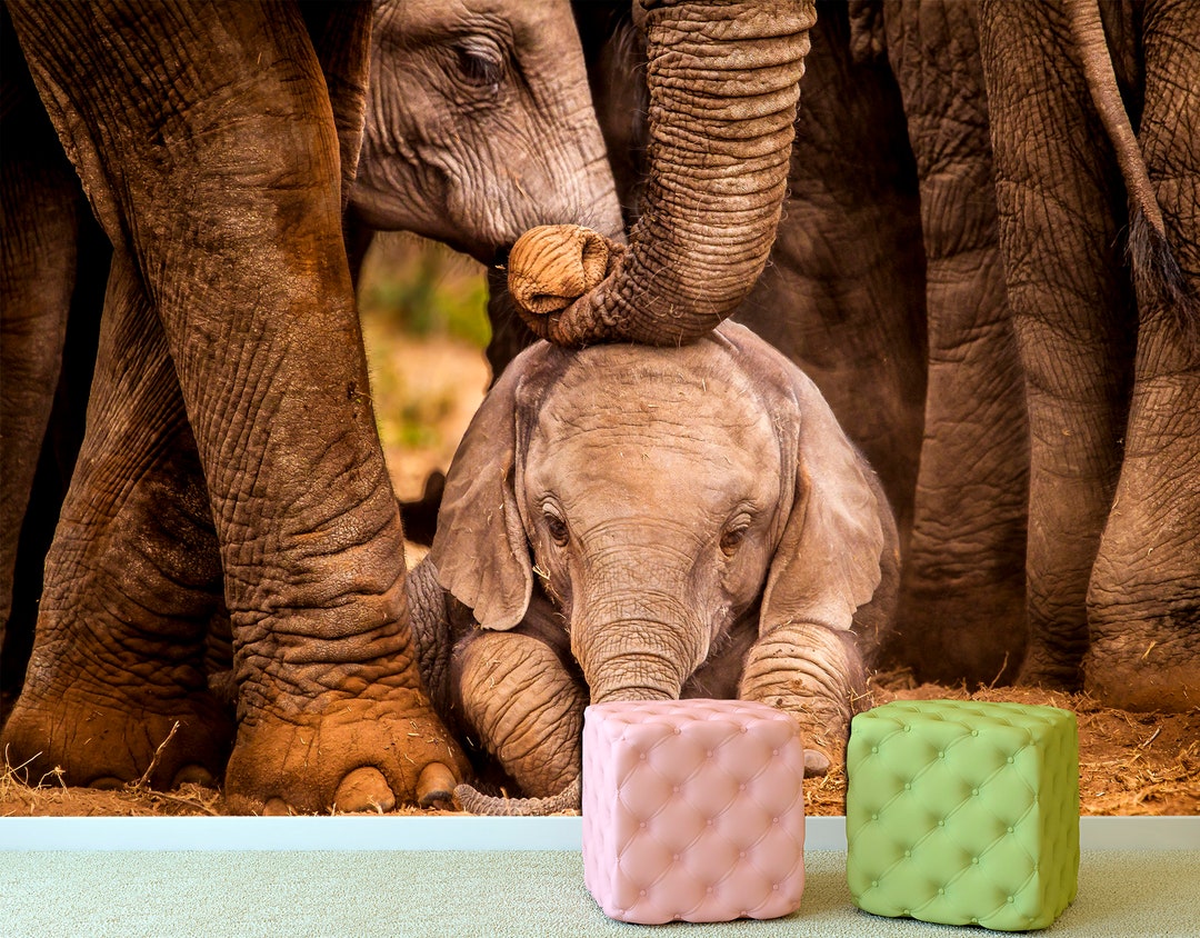 Elephant Kids Print Removable Wallpaper Elephant Nursery Art, Elephant ...