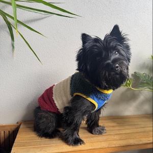 Puede incluir: Un perro pequeño de pelaje negro y alborotado lleva puesto un chaleco de forro polar con bloques de colores. El chaleco presenta paneles en color burdeos, crema, verde oscuro y azul brillante, con un ribete amarillo en el cuello y las sisas.