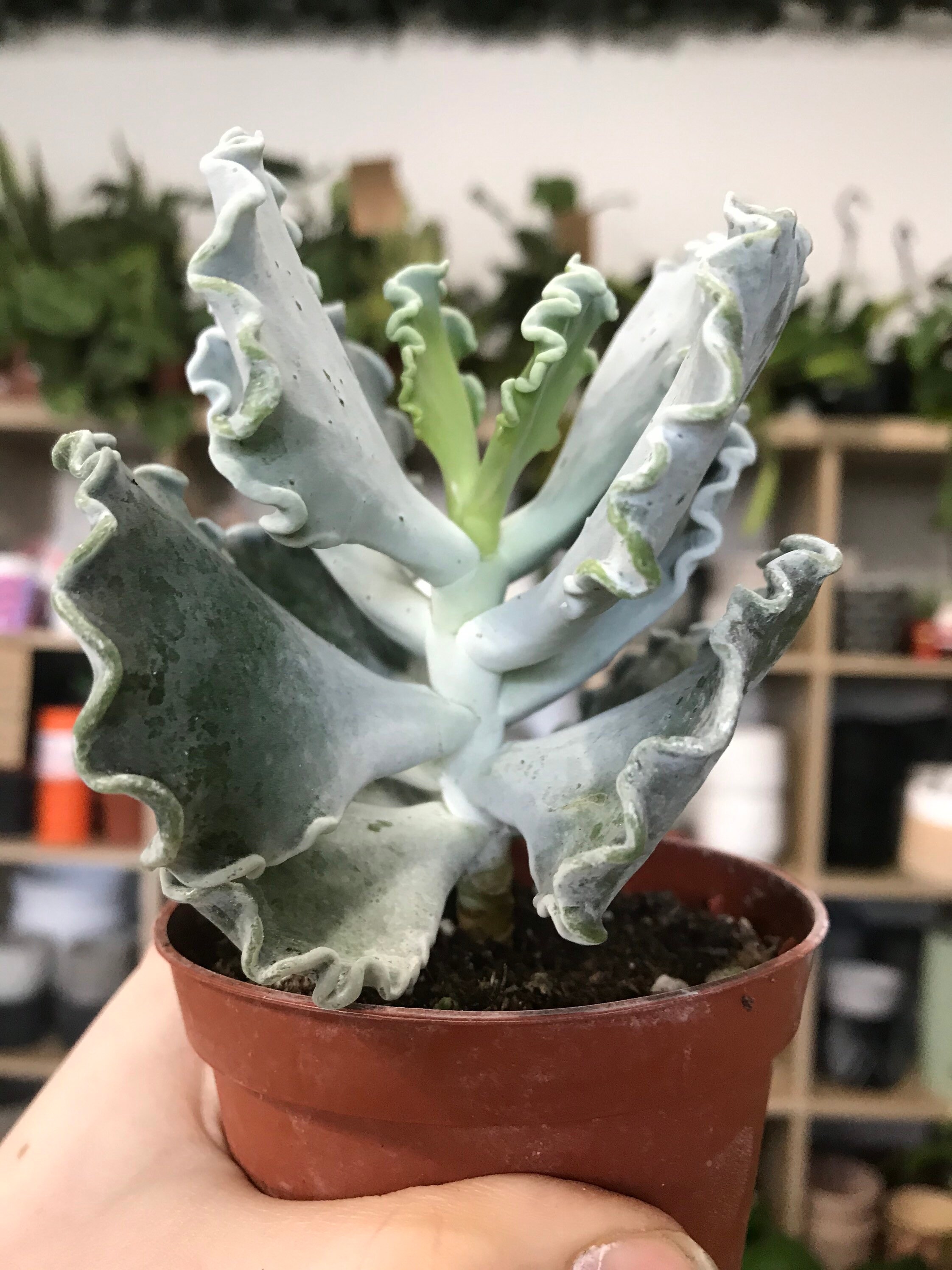 Cotyledon Undulata Silver Crown Plant Silver Ruffles Plant - Etsy UK