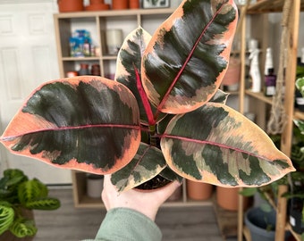 Ficus Belize 12cm Pot | Rubber Plant 12cm Pot | Rubber Plant Belize | Pink Rubber Plant | Ficus Elastica Belize