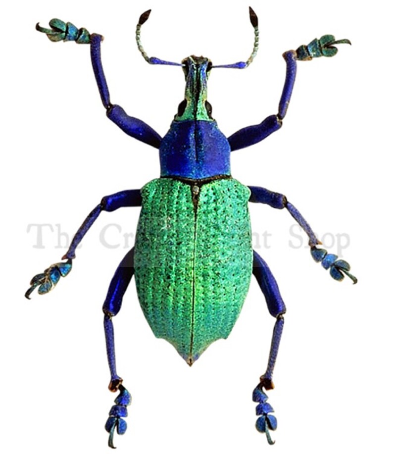Printable Beetles Vintage Insect Art Bug Prints Digital - Etsy