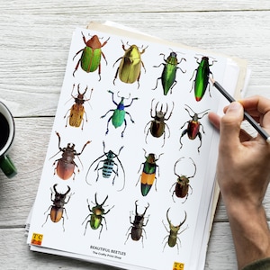 May include: A sheet of paper with illustrations of 18 different colorful beetles. The paper is titled "Beautiful Beetles" and has the text "The Crafty Print Shop" below the title. A hand is holding a pencil over the paper.