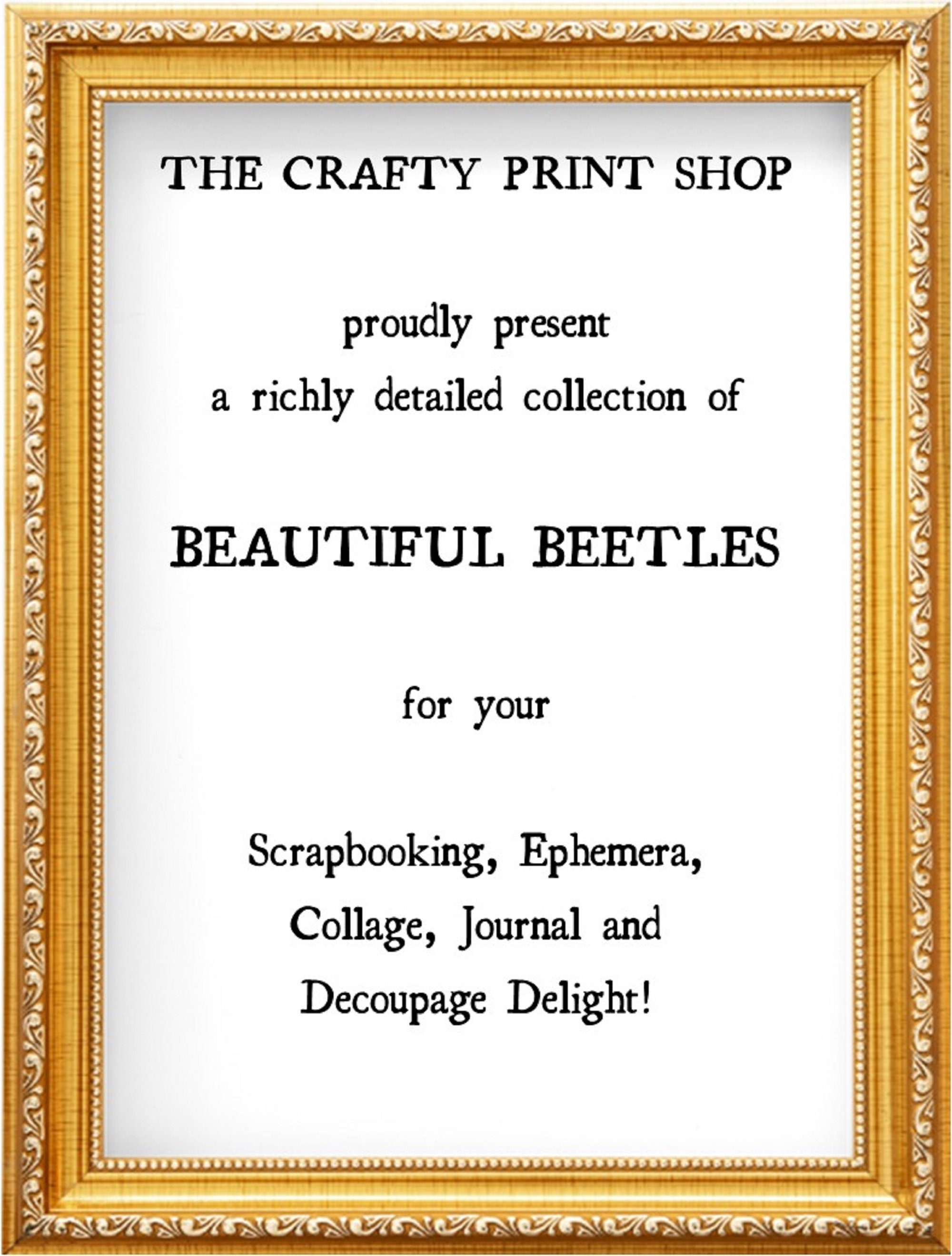 Printable Beetles, Vintage Insect Art, Bug Prints, Digital Printable ...