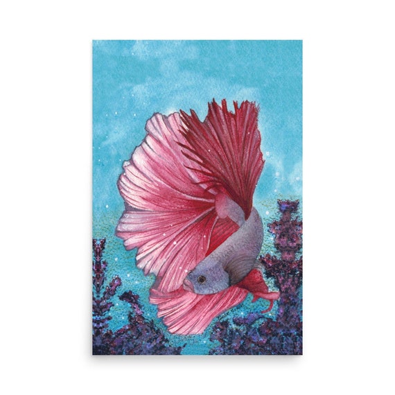 Halfmoon Betta Fish Print From Watercolor Painting, Pink and Ocean Blue  Wall Art, 36 X 24, Large Original Aquarium Home Decor 