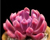 Graptoveria Topsy Debbie Rare succulents seeds 53