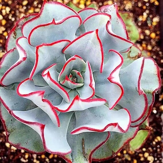 20/50/100 Echeveria strictiflora v. nova Rare Succulents Seeds | Etsy