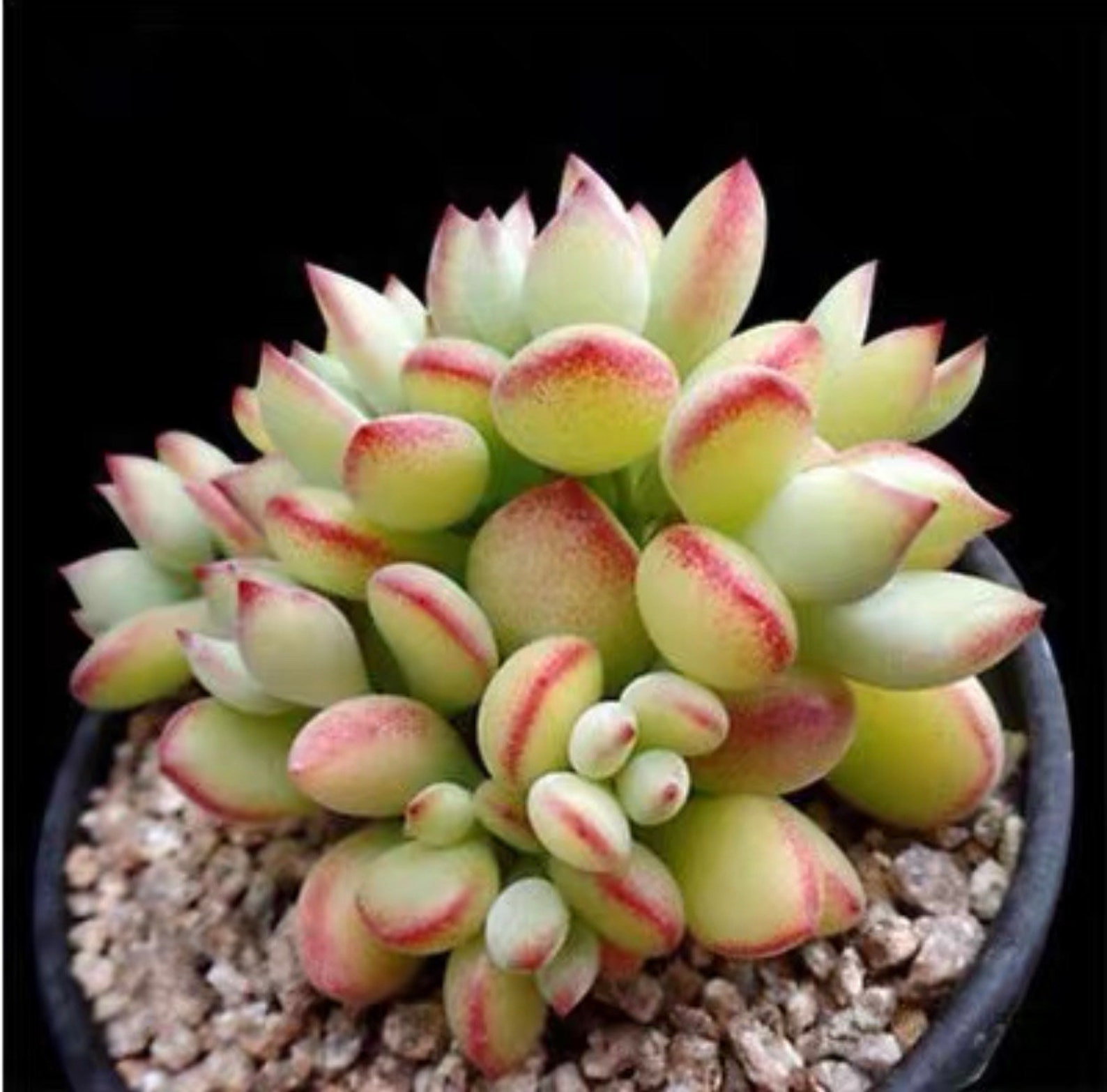 Rares curriculum vitae image