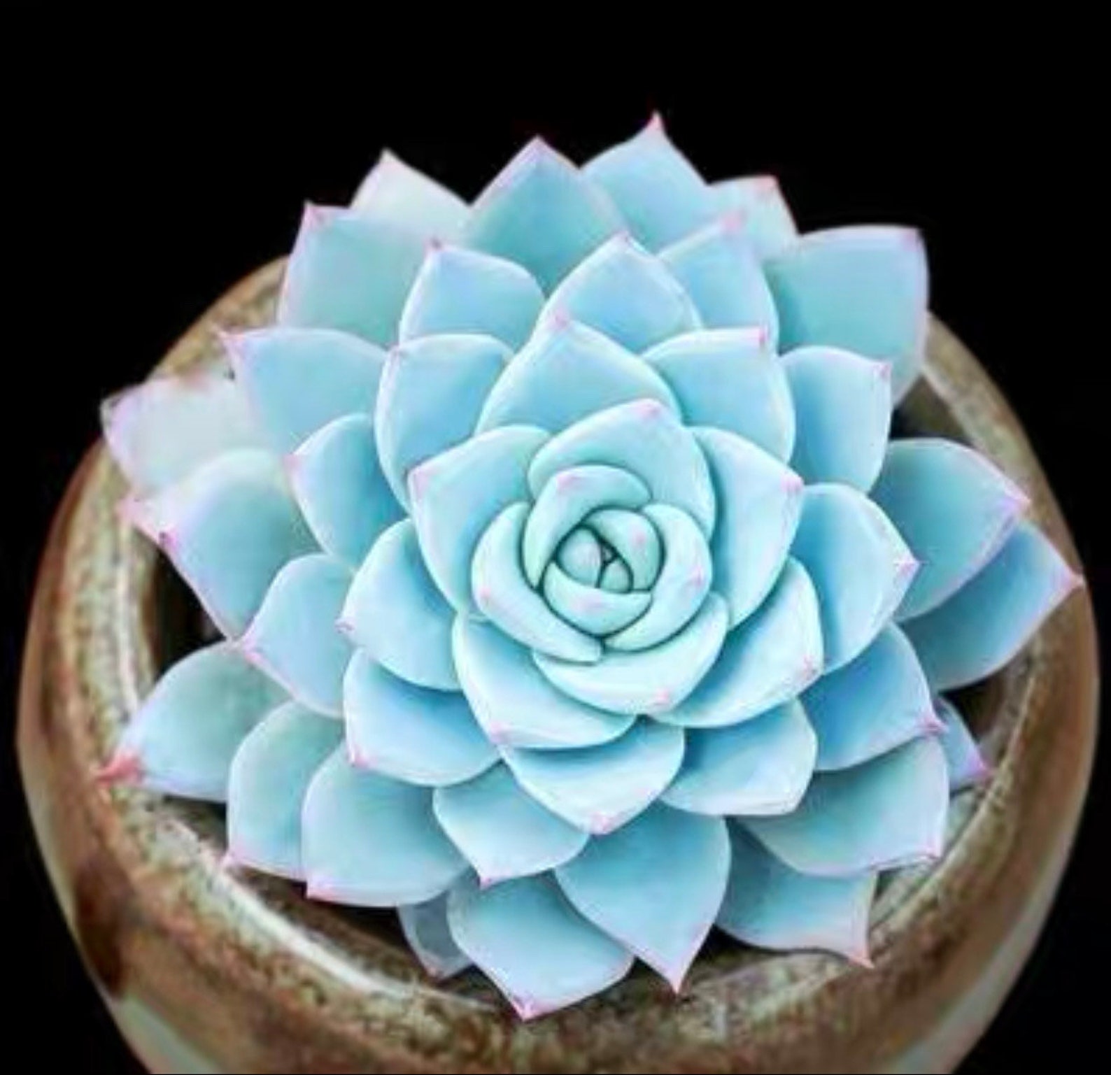 Echeveria Blue Bird Rare succulents seeds 46 Etsy