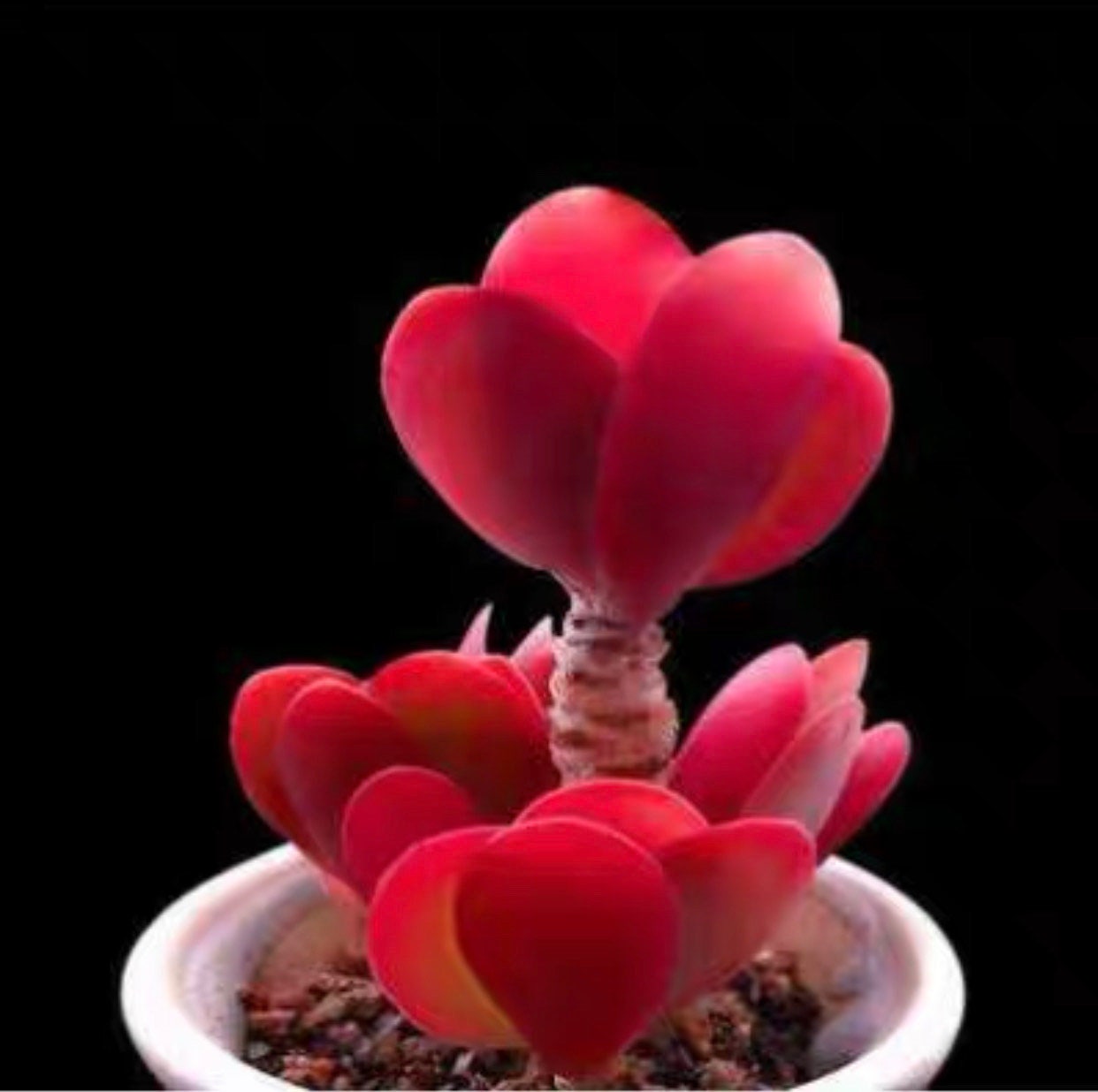Kalanchoe Thyrsifolia Rare succulents seeds #77