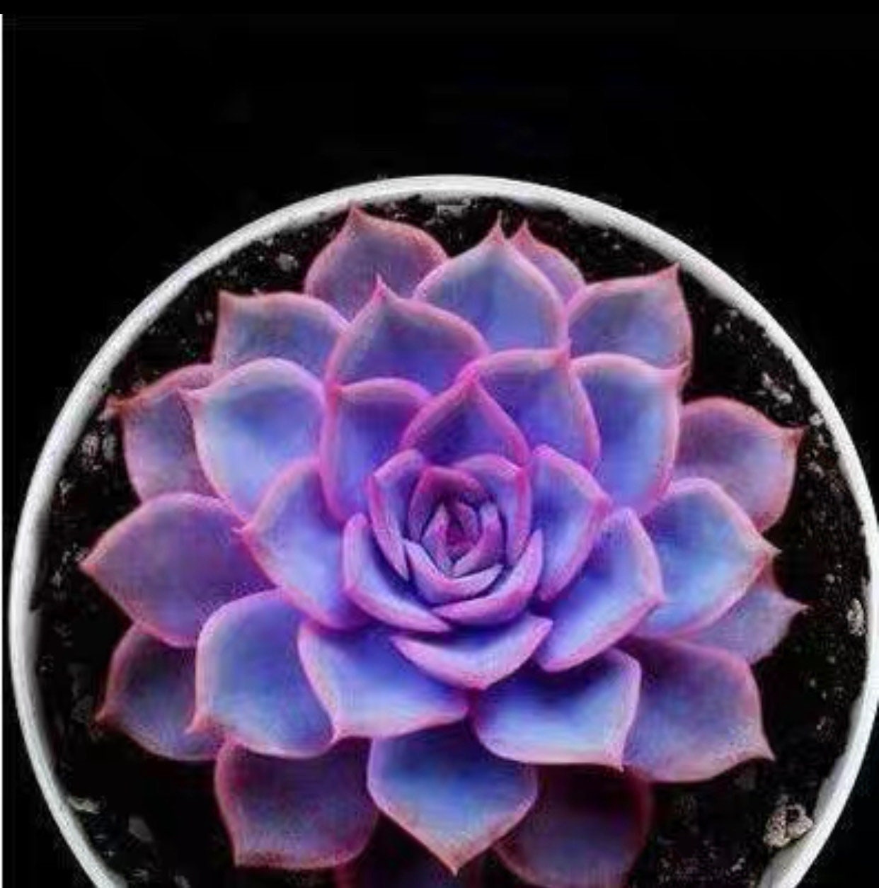 Echeveria Fiona Rare succulents seeds #18