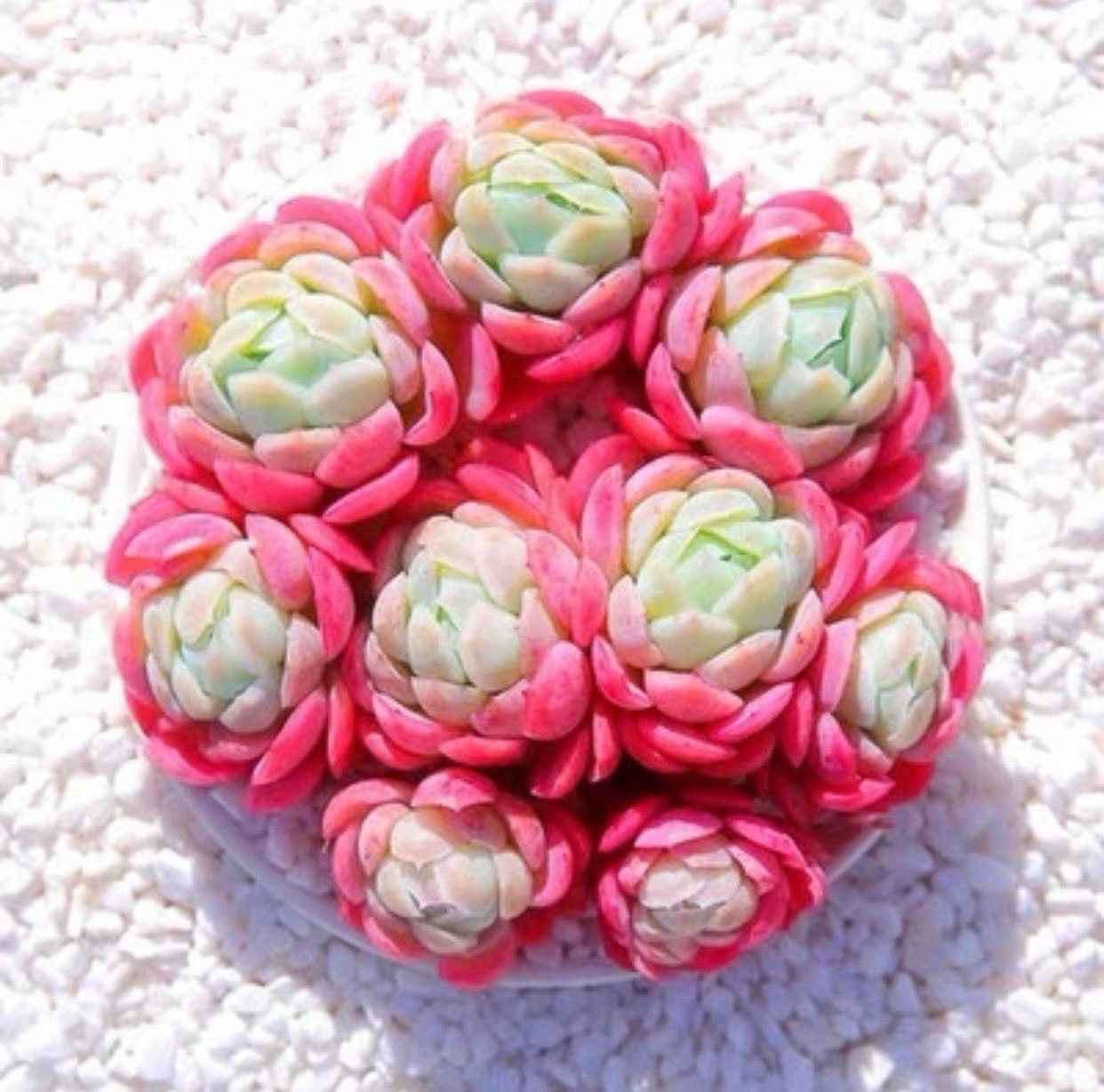 Echeveria Lemon Berry succulents seeds #79