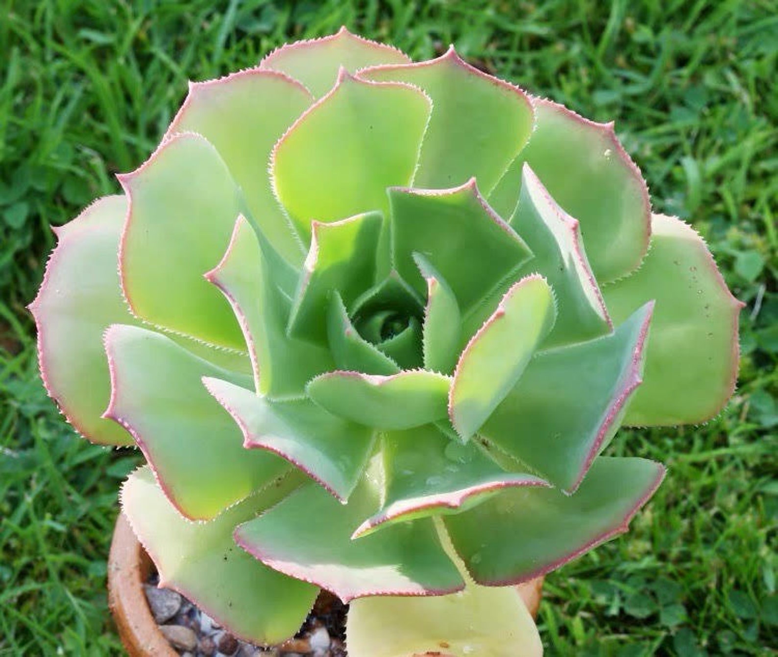 10/20 Seeds Aeonium Percaneum Rare succulent seeds 110 Etsy