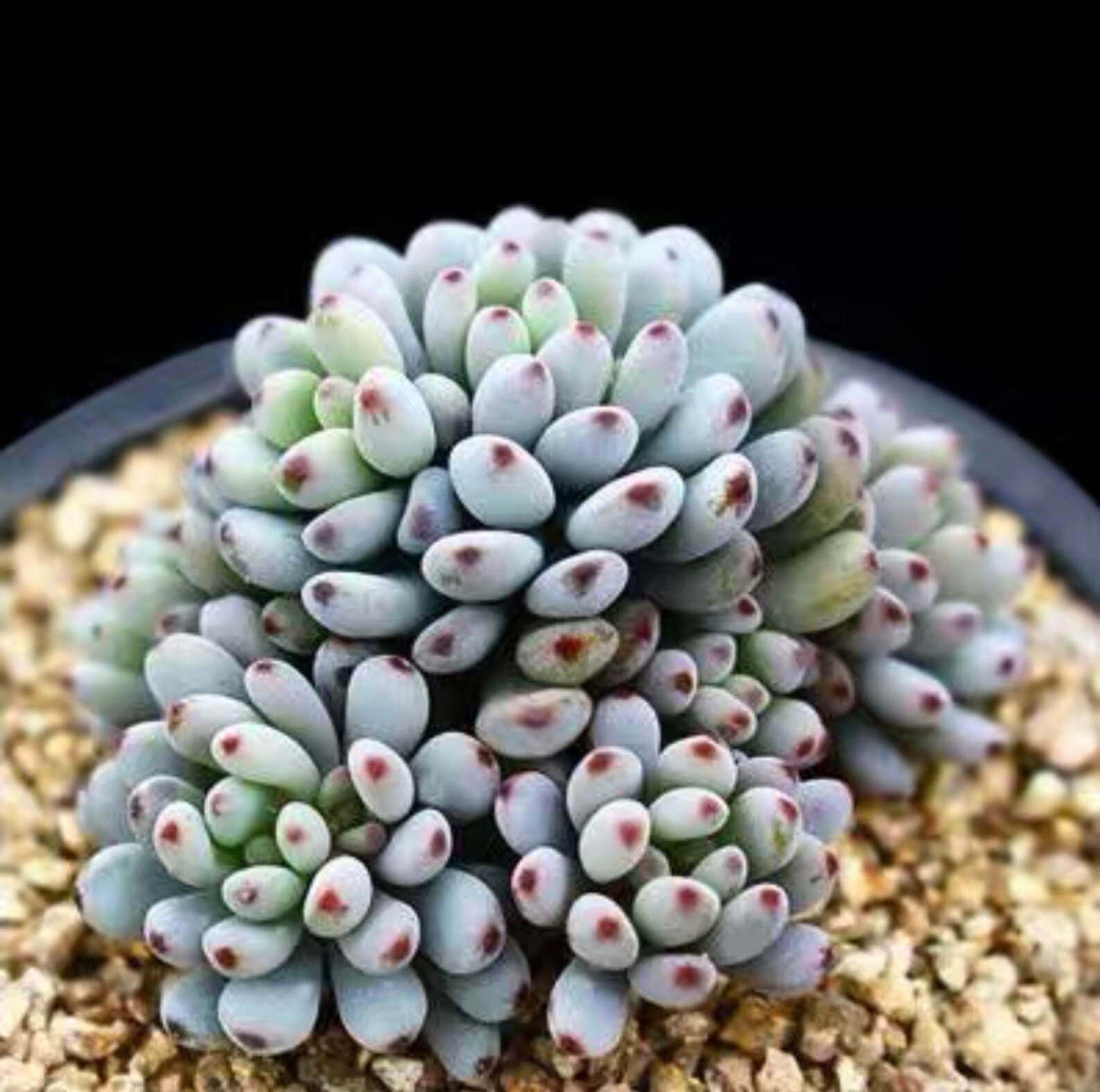 Graptopetalum Pachyphyllum Blue bean Rare succulents seeds | Etsy
