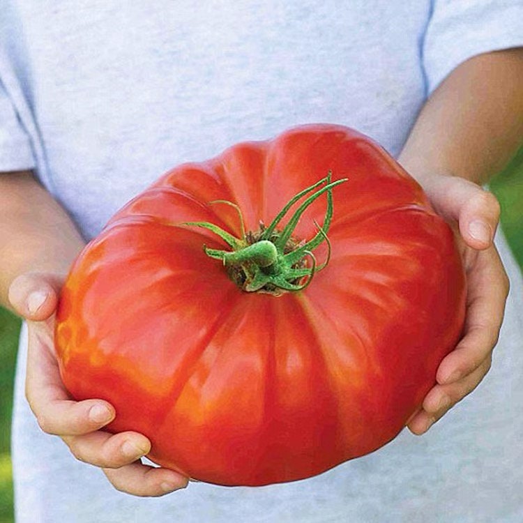 Heirloom Giant Beefsteak Tomato Seeds Vegetable Garden Seed Etsy